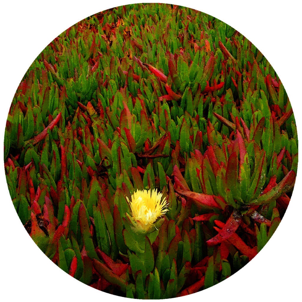 A Lone Yellow California Wildflower Abstract
