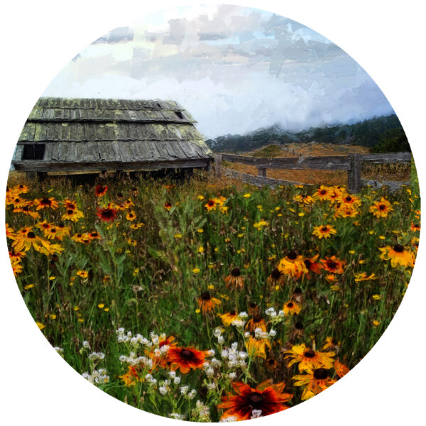 Coast Of California Old Barn With Yellow Flower Art