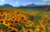 Yellow Wild Flowers Painting