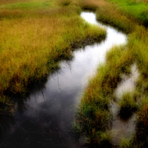 Hilton Head Island Wetlands in Gold