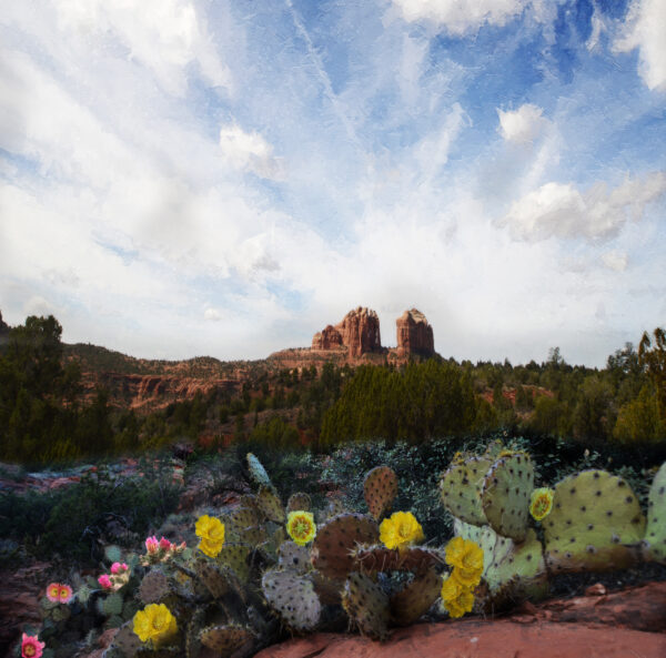 Sedona Cactus Flowers painting by Michael John Valentine
