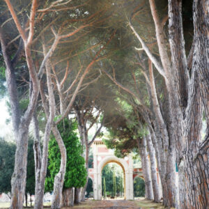 Pisa Italy Tunnel of pine trees painting