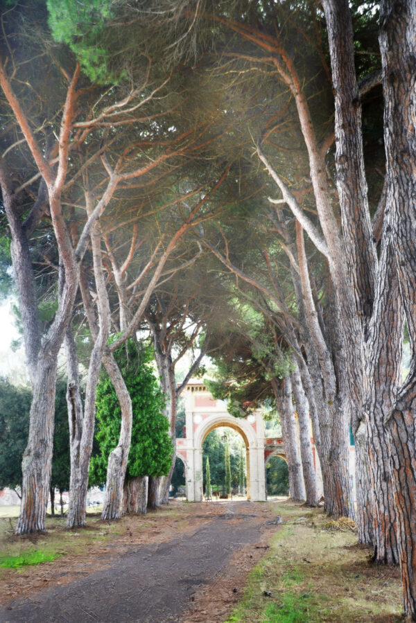 Pisa Italy Tunnel of pine trees painting