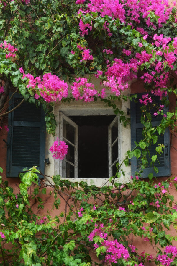 Corfu Greece Window surrounded by pink oleanders painting
