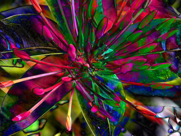 close up view of abstract flower petals