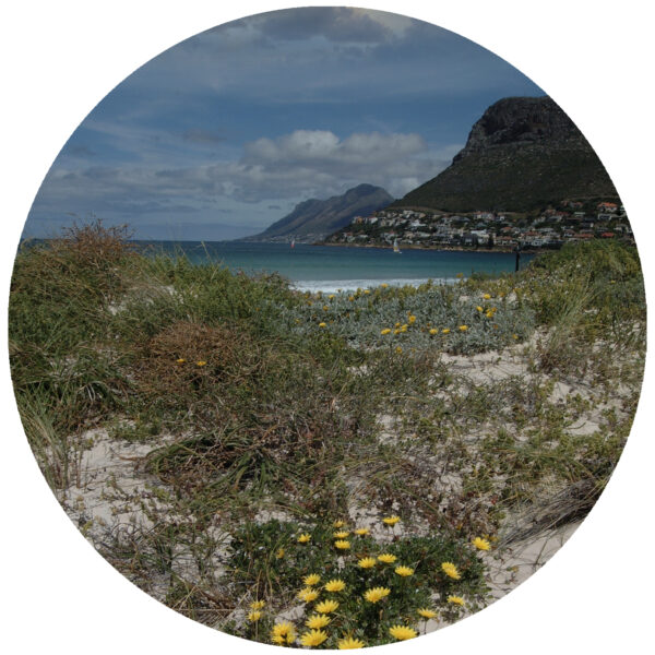 Cape Town South Africa Yellow Flower Art