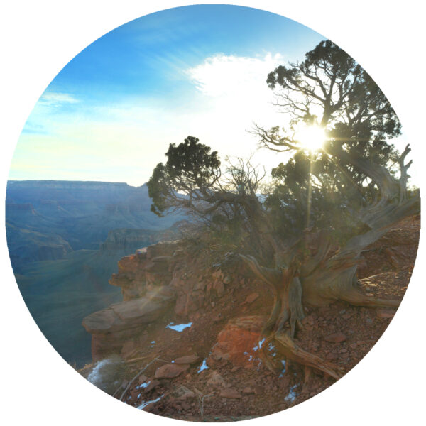 Grand Canyon Tree Art