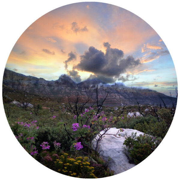 Cape Town South African Wild Flower Art