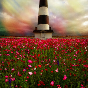 The Poppy Flowers of Bodie Island Lighthouse Outer Banks North Carolina Painting by artist Michael John Valentine