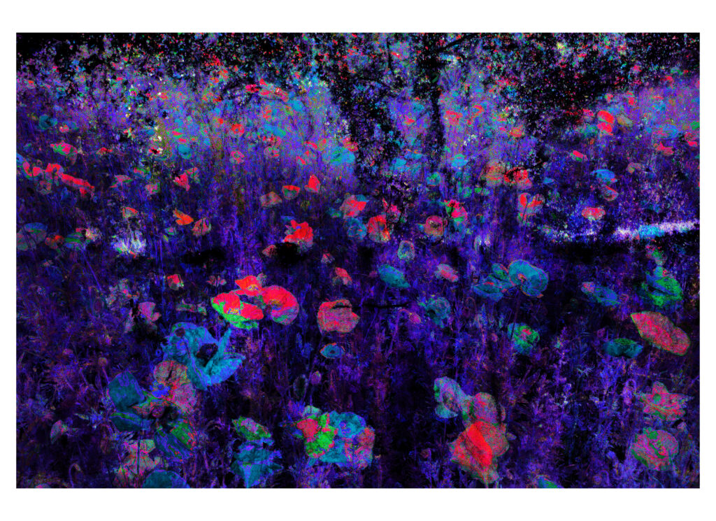 Poppy Flower Abstract by artist Michael John Valentine