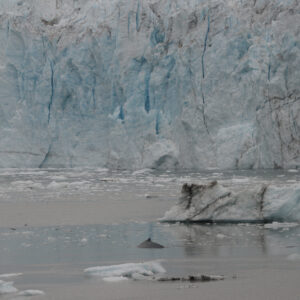 Whale Watching in Glacier Bay National Park Alaska