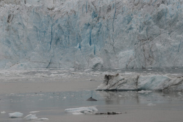 Whale Watching in Glacier Bay National Park Alaska