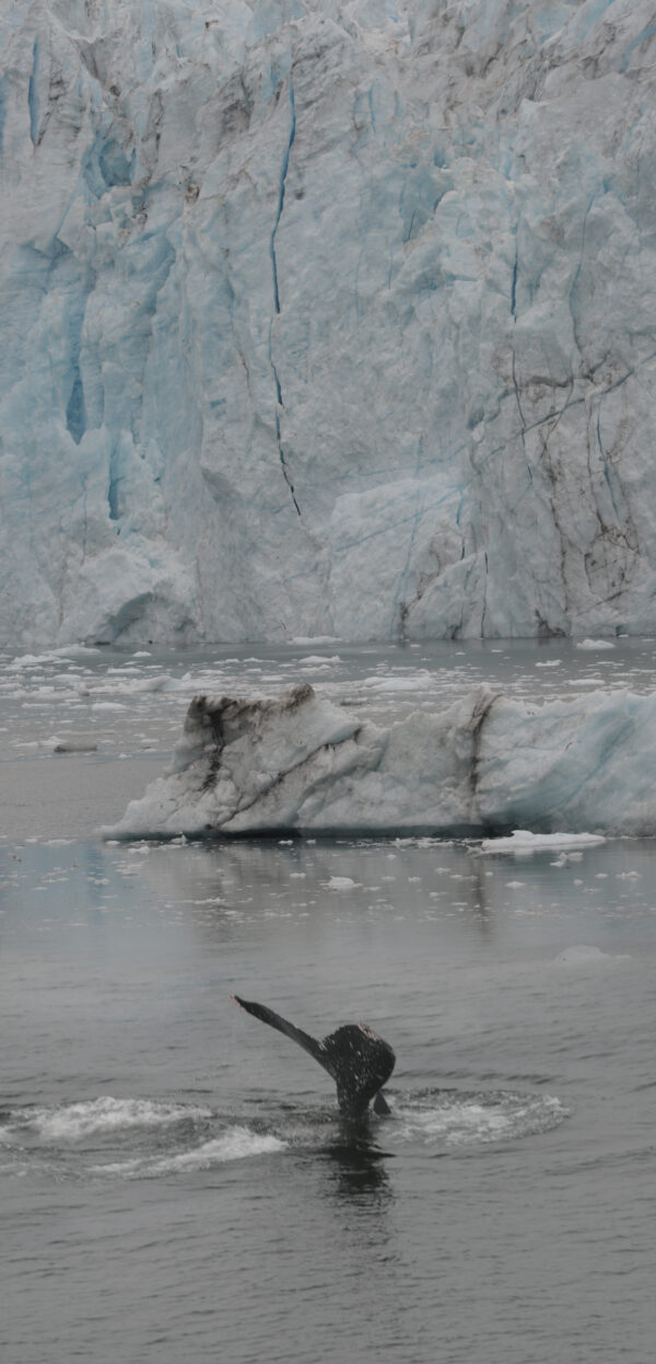 Margerie Glacier at Glacier Bay National Park Whale Tail