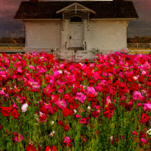 11 x 14 Fine Art Matted Print Bodie Island Lighthouse Flowers OBX