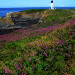 11 x 14 matted fine art print Yaquina Lighthouse Flowers