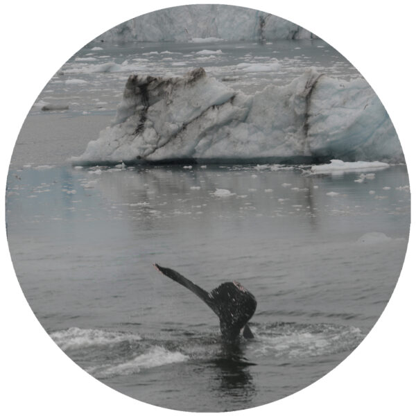 Alaska Whale Decal