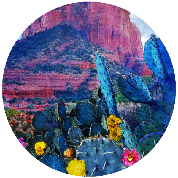 Sedona Arizona Flowering Cactus