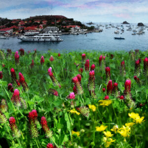 Flower Fields of St Barts