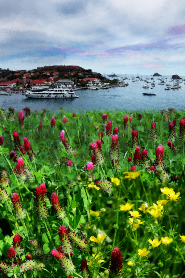 Flower Fields of St Barts