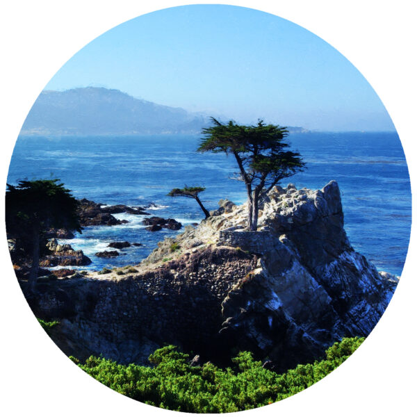 The Lone Cypress Tree Pebble Beach California Art