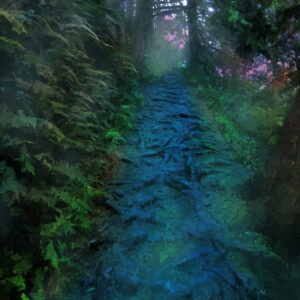 A Walk Through The Forest Of Oregon Abstract Art