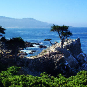 The Lone Cypress Tree Pebble Beach California Art