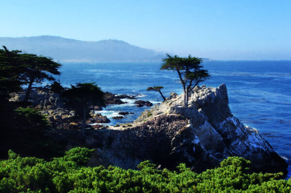 The Lone Cypress Tree Pebble Beach California Art