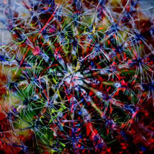 Unique Abstract Photography Titled Cactaceous