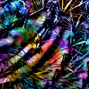 Cabo Cactus Blended Photography