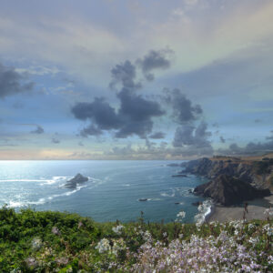 Wild White Flowers On The West Coast Of America Fine Art