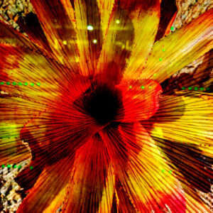 Flowered Up abstract modern wall art