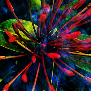 Yuletide Floral Radiance Abstract